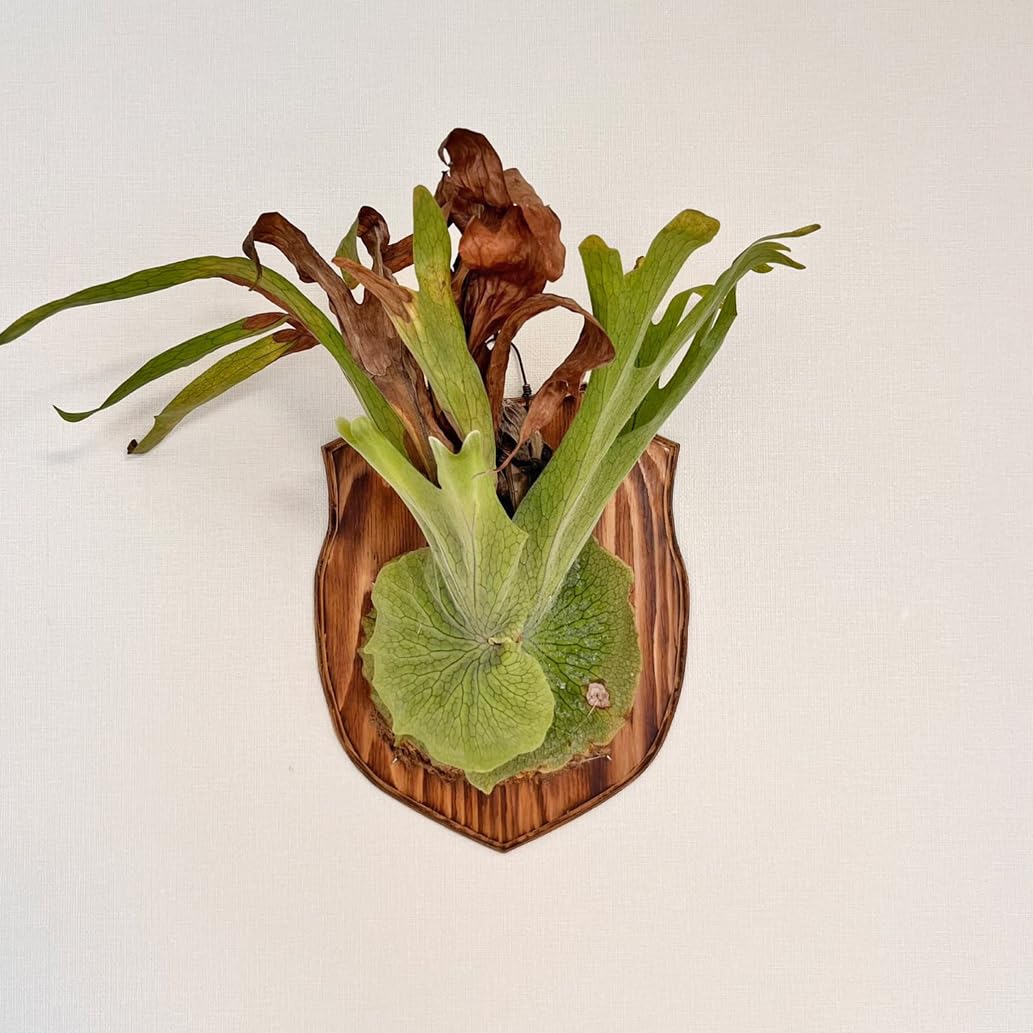 Amazon｜【おしゃれな壁掛け観葉植物】森の王冠！大型種 ビカクシダ